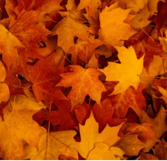 The Leaf Thief